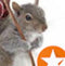Squirrel G.